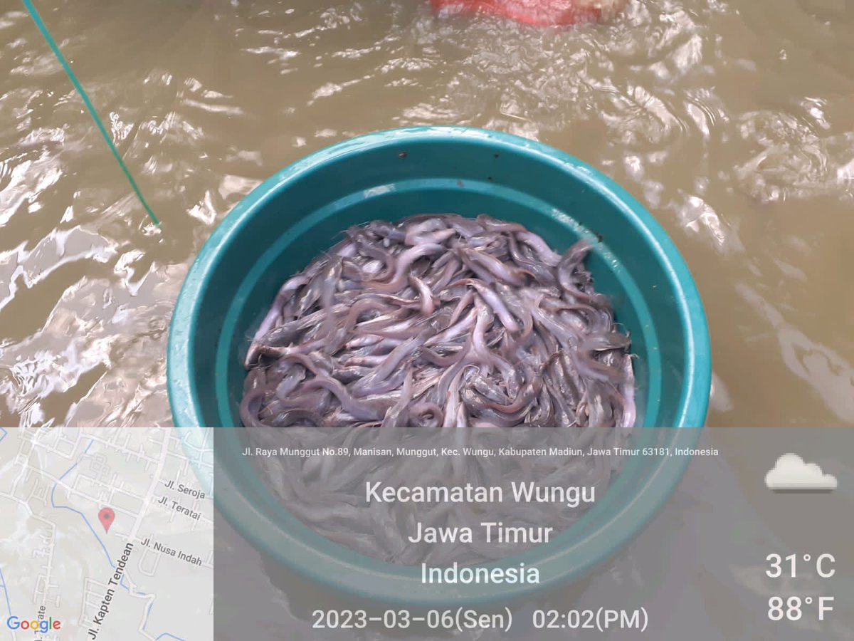 Susiloanto5's tweet photo. Senin, 6/3/2023, susilo luhkan kab.madiun, panen parsial dan sortir lele di pokdakan nusa indah, 150 kg lele konsumsi, harga 17.000 per kg
#luhlapor #GiatluhkanSatminkalBwi
@bppp_banyuwangi
@pusluhkp https://t.co/GrBnI0rJ8H