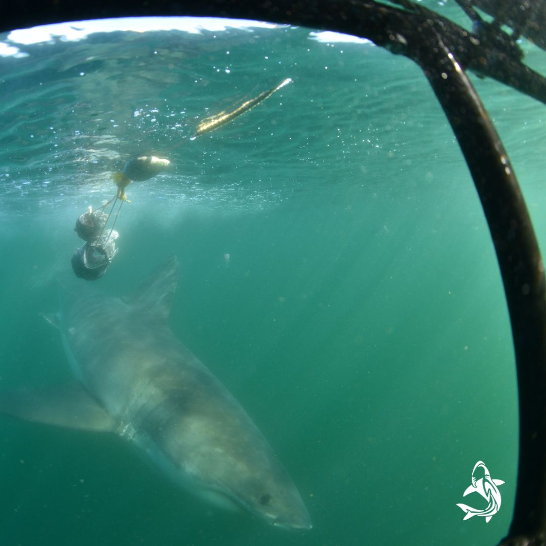 We believe in providing an interactive, educational experience where you can learn about the majestic species around us while enjoying this once-in-a-lifetime adventure. #sharks #gansbaai #cagediving #whitesharkdivers #ocean #goodtimes #adventure #thrill #sharkdivers #ilovesharks