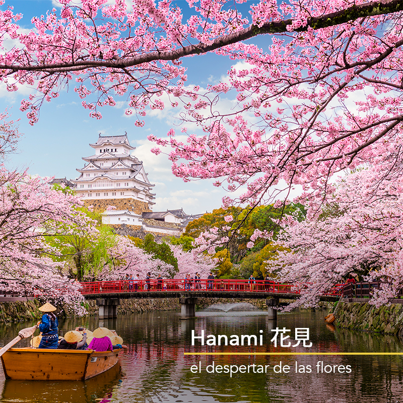 AcademiaPerfume's tweet photo. Hanami significa ver, observar y admirar el despertar de las flores. Es una costumbre fascinante de contemplar los cerezos y almendros en flor en Japón a comienzos de la primavera. 🌸

¿En qué zona están tus cerezos o almendros favoritos?

#Hanami #Curiosidades #Japón https://t.co/F2b0LLVL0q