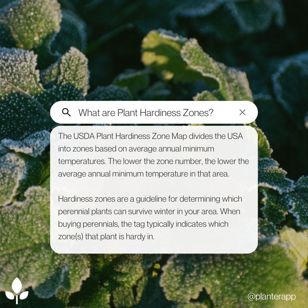 PlanterApp's tweet photo. Let's talk about plant hardiness🥬

In North America, plant hardiness zones commonly refer to the US Department of Agriculture (USDA) Plant Hardiness Zones. 

There are many plant hardiness zone systems in use around the world.

Read the full blog here https://t.co/gbDo1472Mq 🔗 https://t.co/u4GczpCblL