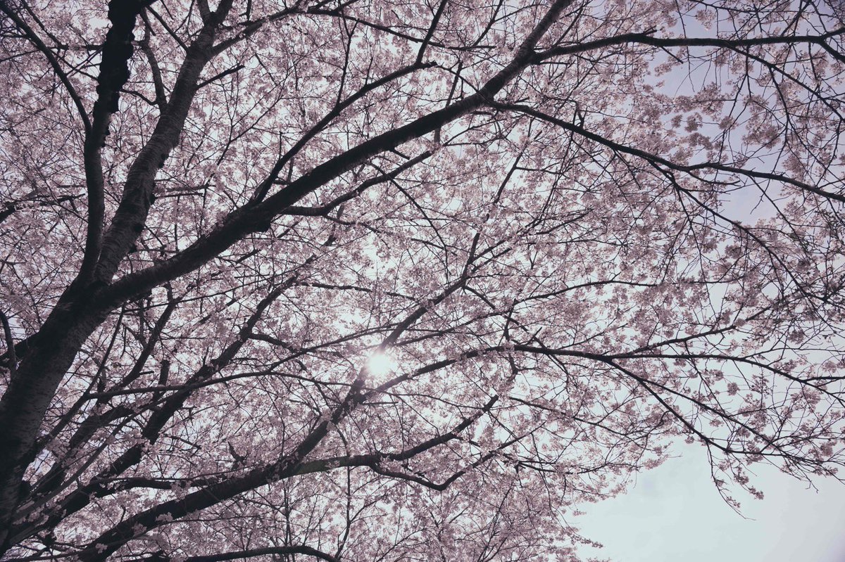 サクラ、サク
#桜フォトコンテスト2023
#suzumegraph #キリトリセカイ
#Nikon 
#ファインダー越しの私の世界 
#japanbeauty