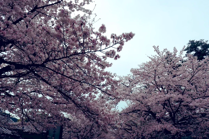 桜狩 