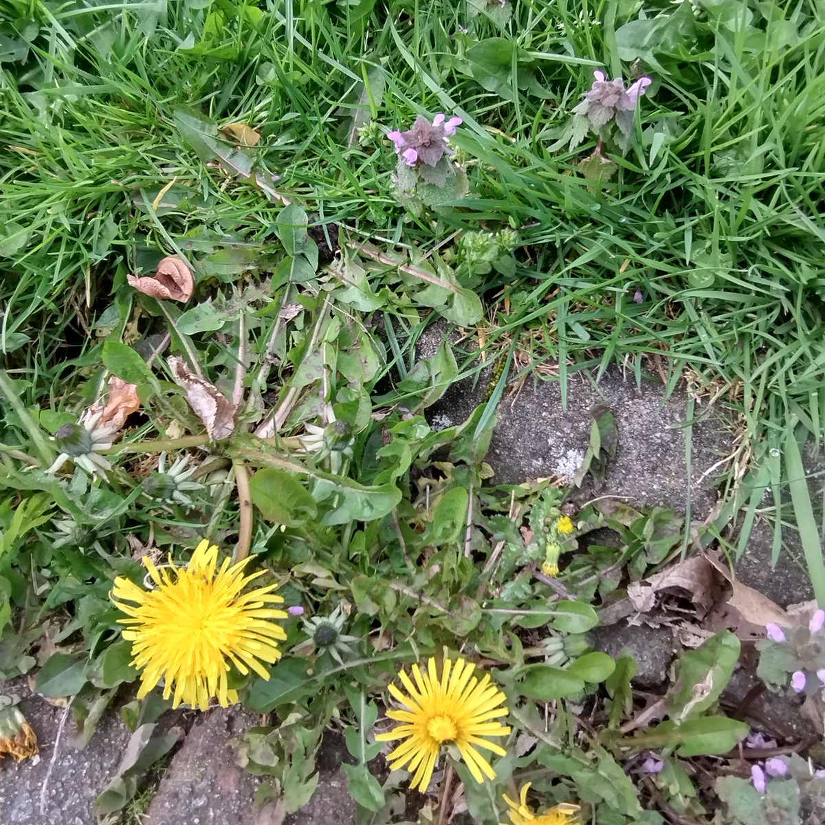 Dandelion and Red Dead-nettle are fantastic free sources of food for pollinators. Think twice about cutting or spraying. Let Nature Bee!