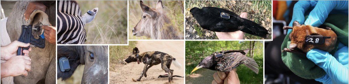 Roland Kays tweet media