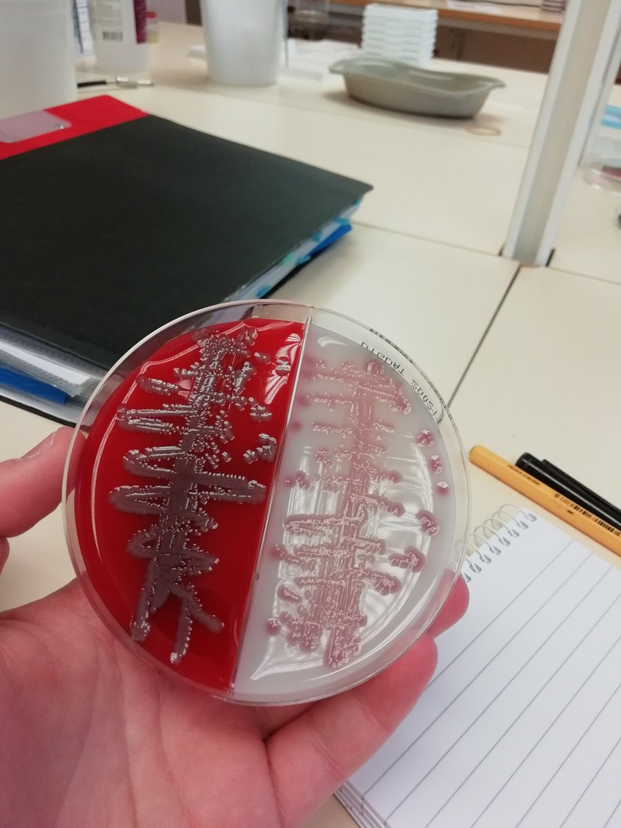 HGSA Science tweet media