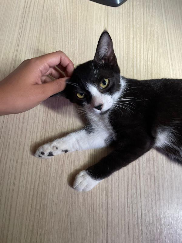 taquararjnews's tweet photo. PROCURA-SE GATINHO! 🔎🐱

Um gatinho, que se chama Bocózinho fugiu de casa ontem, perto da estação de BRT Aracy Cabral. Ele ainda é filhote, é muito dócil e super assustado.

Se alguém tiver informação sobre ele, por favor, entrar em contato com a Ana Clara, através do número (21) 99675-3351.