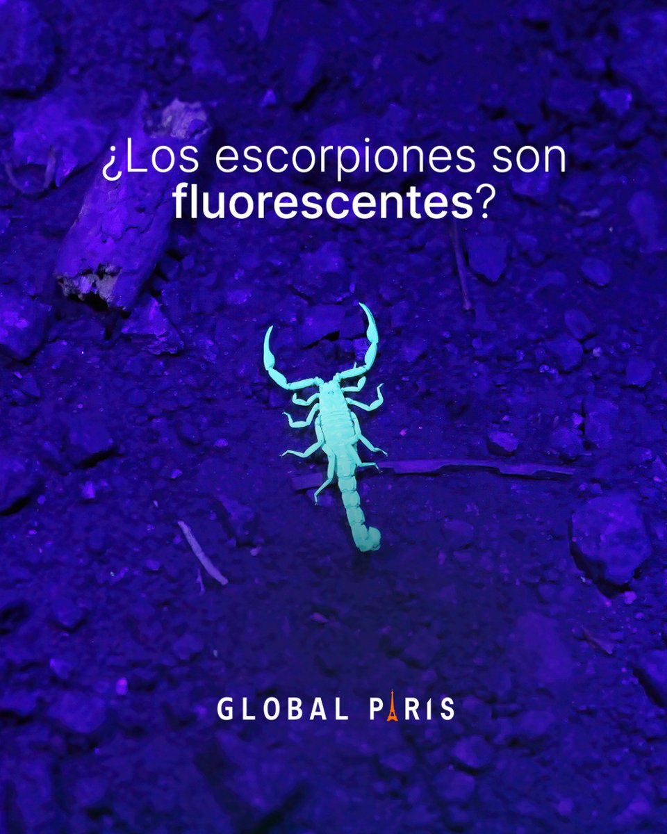 GGlobalParis's tweet photo. ¡Parece salido de AVATAR! 🦂

¿Sabías que existen animales fluorescentes? 

El escorpión, uno de los arácnidos más venenosos y letales del planeta, es uno de ellos. 

Si lo iluminamos con una luz ultravioleta, veremos que brillan con un color cyan. https://t.co/t84hvFzL3A
