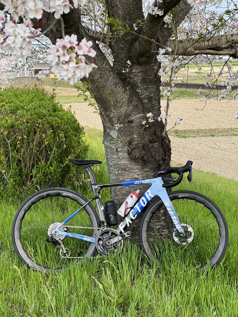 tkys23_'s tweet photo. お花見🌸ライド🚲
#factorbike #factorostro https://t.co/Sha9BH4dZu