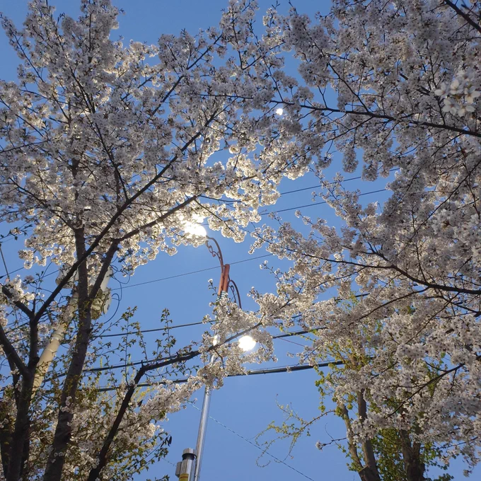 꽃구경 