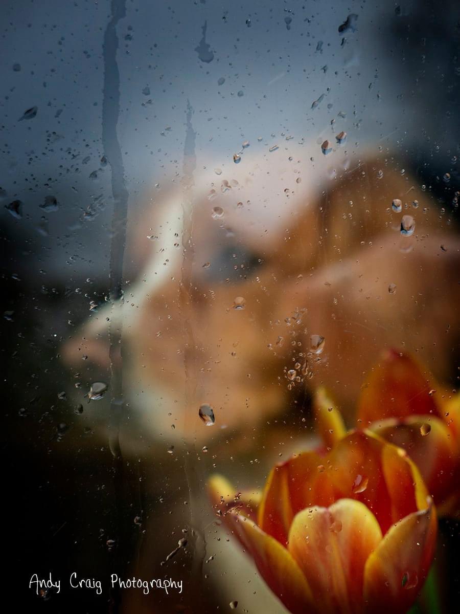 A big hello to any other furry pals stuck indoors on a rainy morning. 
🐶 ☔️🙄
#fridaymorning #FridayFeeling #FridayMotivation #rain #weather #DogsofTwittter