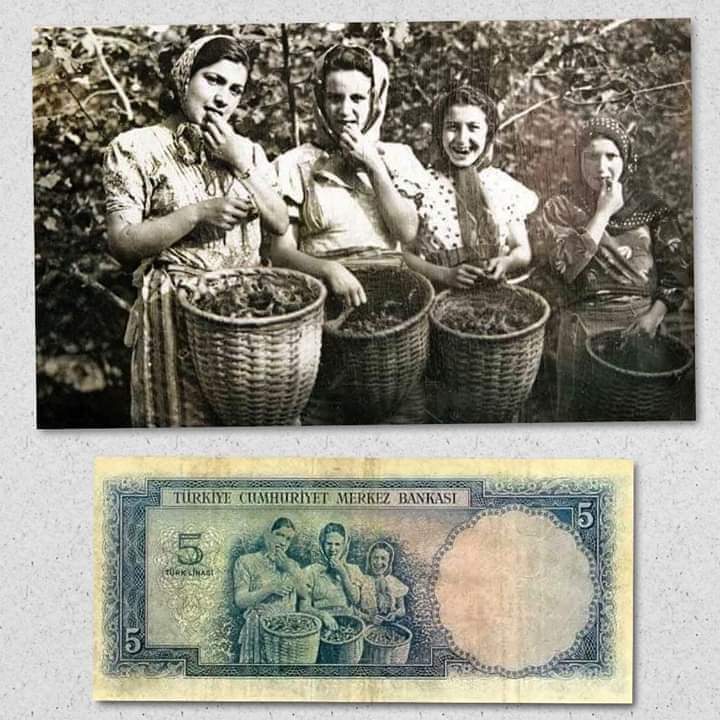 1952 yılında tedavüle sokulan 5 TL'lerin arkasında kullanılan bu fotoğraf, 
bize tarımın ve üretimin Türkiye’de 
bir zamanlar ne kadar büyük bir anlam
ifade ettiğini gösteriyor. 
Eli sepetli, köylü genç kızların yer aldığı 
siyahbeyaz fotoğraf,Giresunda fındık toplarken çekilmiş.