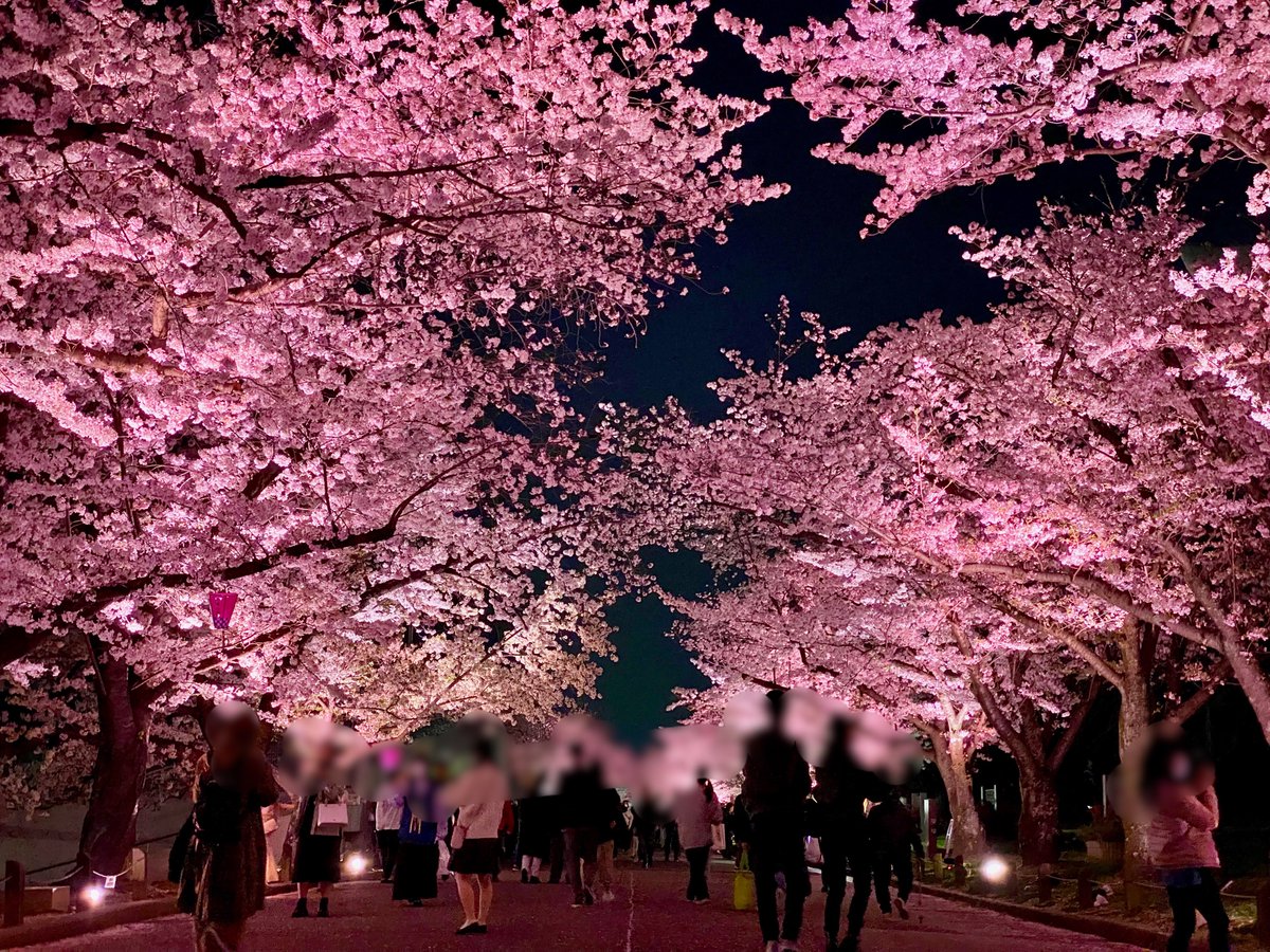 enjoy_expo's tweet image. 3年ぶりの桜ライトアップ✨昼間とは違った幻想的な雰囲気が良いですね🌸
#万博記念公園