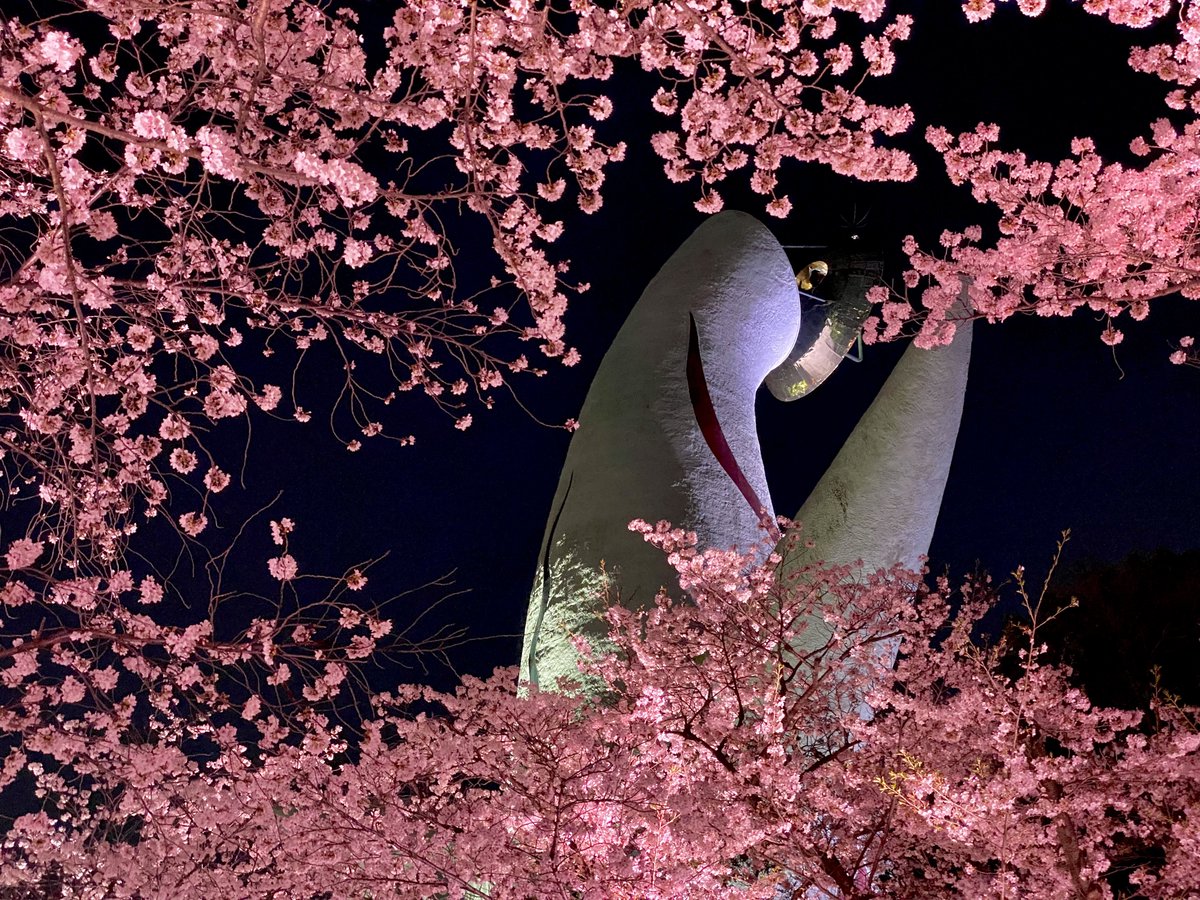 enjoy_expo's tweet image. 3年ぶりの桜ライトアップ✨昼間とは違った幻想的な雰囲気が良いですね🌸
#万博記念公園