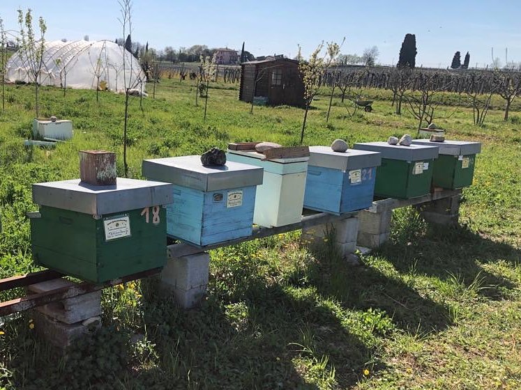 Abbiamo adottato 5 #alveari dell'Az. Agr. Apicoltura Morati di Colà, uno per ognuno dei nostri hotel, perché anche le azioni più piccole, proprio come le api, sono indispensabili 🐝

#europlanperlambiente #togetherfortheenvironment
