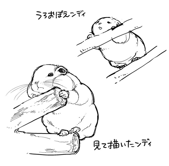 グンディモチモチッ 