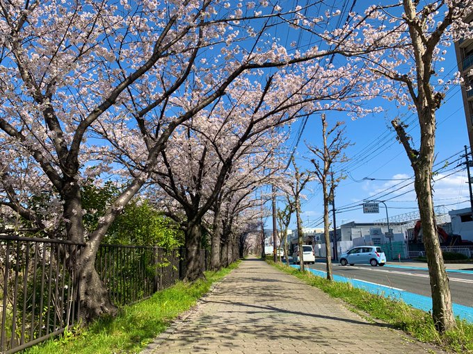 先日、念願叶ってのぞみぞ桜通りに…天気にも恵まれ、本当に最高の日になりました#リズと青い鳥 