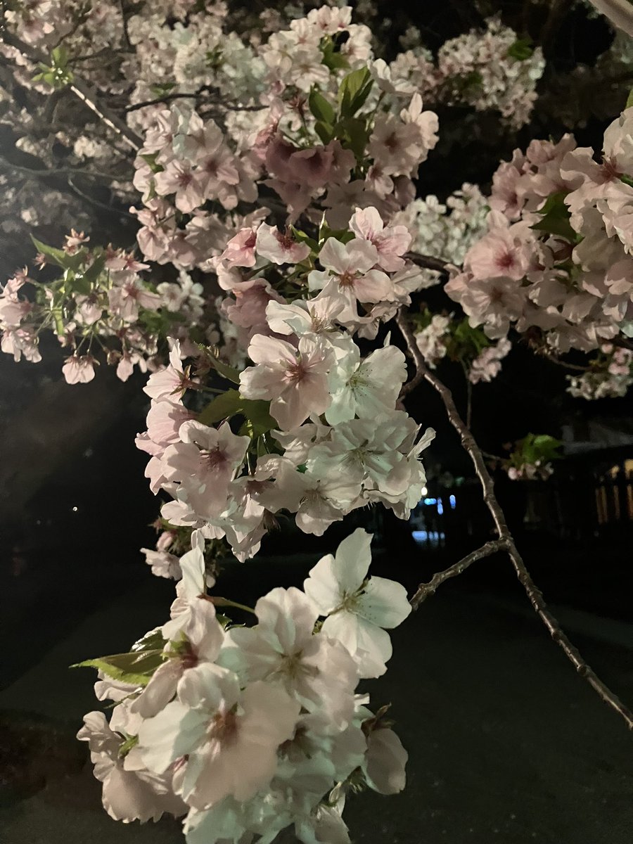 endkoki tweet picture