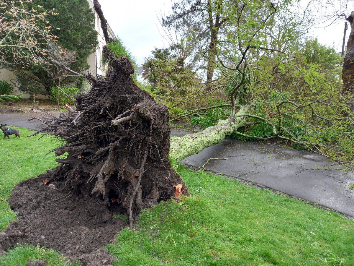 morrablibrary's tweet photo. There are fallen trees in Morrab Gardens due to last night's severe winds, but the library is open. Pop in if you're feeling brave!
#CornishWeather #MorrabGardens #WindyWeather #FallenTrees https://t.co/HpiHje5Qh1