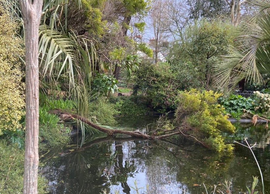 morrablibrary's tweet photo. There are fallen trees in Morrab Gardens due to last night's severe winds, but the library is open. Pop in if you're feeling brave!
#CornishWeather #MorrabGardens #WindyWeather #FallenTrees https://t.co/HpiHje5Qh1