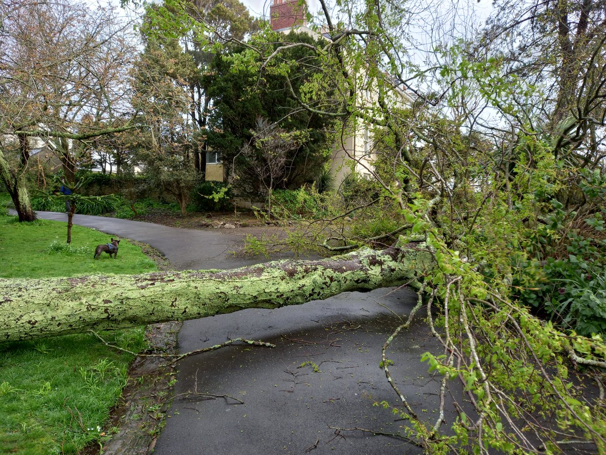 There are fallen trees in Morrab Gardens due to last night's severe winds, but the library is open. Pop in if you're feeling brave!
#CornishWeather #MorrabGardens #WindyWeather #FallenTrees