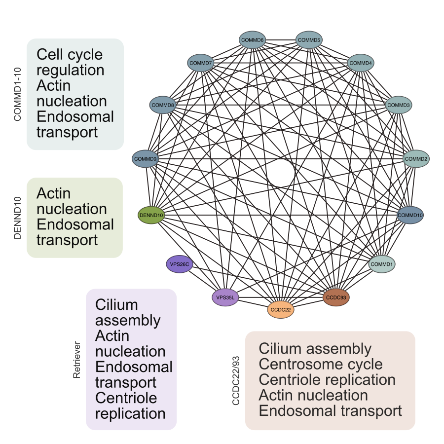 Varjosalo_Lab's tweet photo. 🔐 We found that the complex participates in intracellular transport, cilium assembly, centrosome &amp; centriole functions. These findings offer new perspectives on the Commander complex's role in cellular trafficking and signaling pathways. #massspec #bioid #apms #interactome https://t.co/K7k8UvioE6