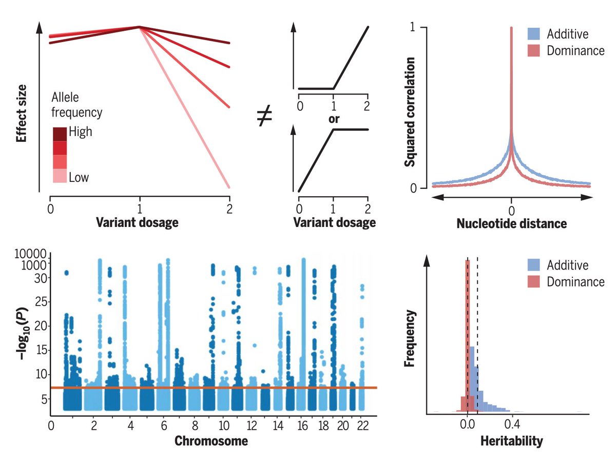 We’re excited to announce that our analysis of genetic dominance in the UK Biobank genotype data is out in <a href="/ScienceMagazine/">Science Magazine</a> (science.org/doi/10.1126/sc…) (1/12)