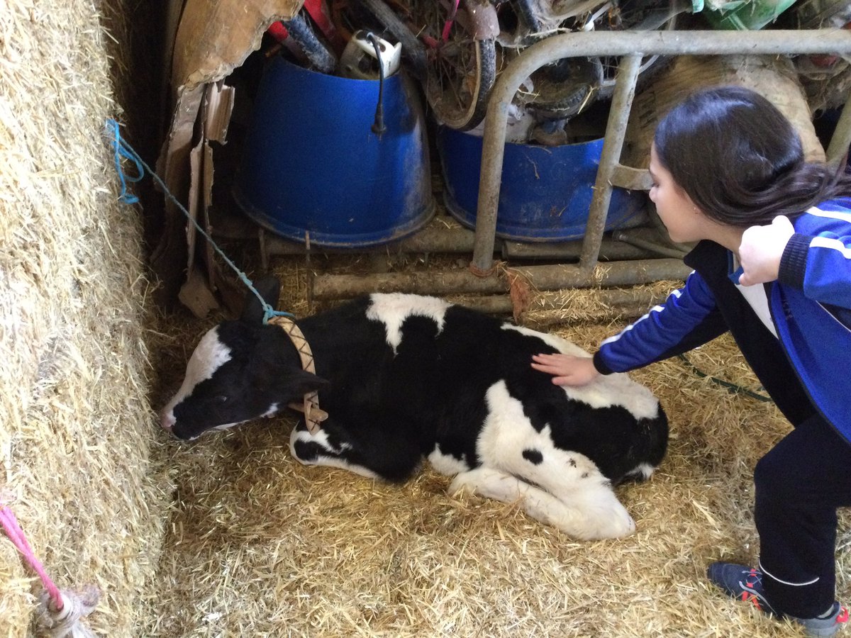 SPALEHENH's tweet photo. #lh2 Murrieta 🐄👌 https://t.co/OGLLRvGA9x
