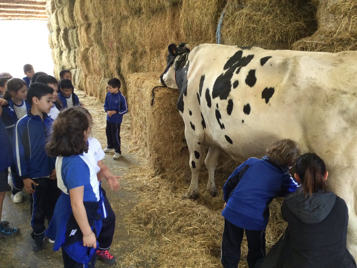 SPALEHENH's tweet photo. #lh2 Murrieta 🐄👌 https://t.co/OGLLRvGA9x