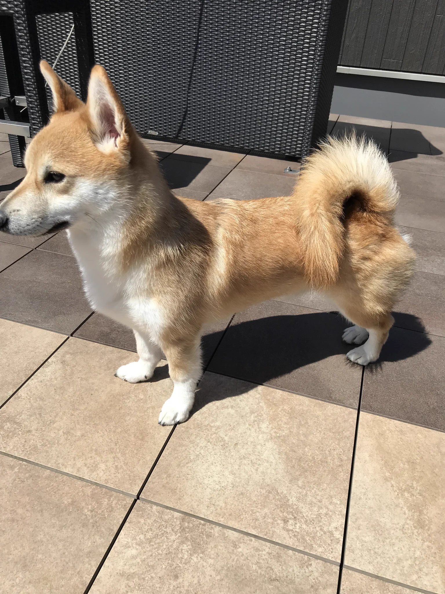 コーギー 柴犬ミックス