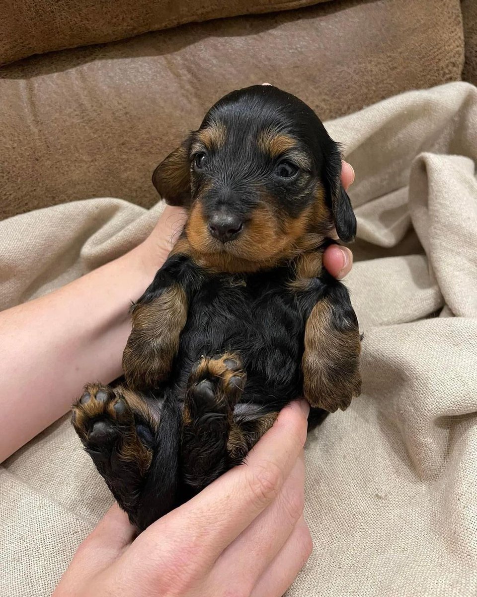 dashchunds's tweet photo. Available. Message for more info
#Dachshund
#Dachshunds #Dachshund_Lover_family_USA https://t.co/c32qquLTAB