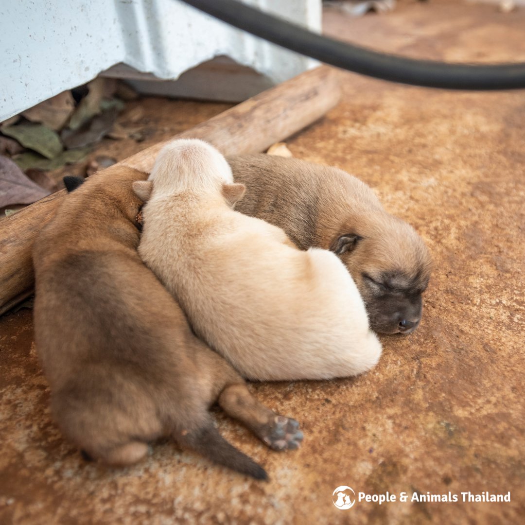 Wildlife Friends Foundation Thailand tweet media