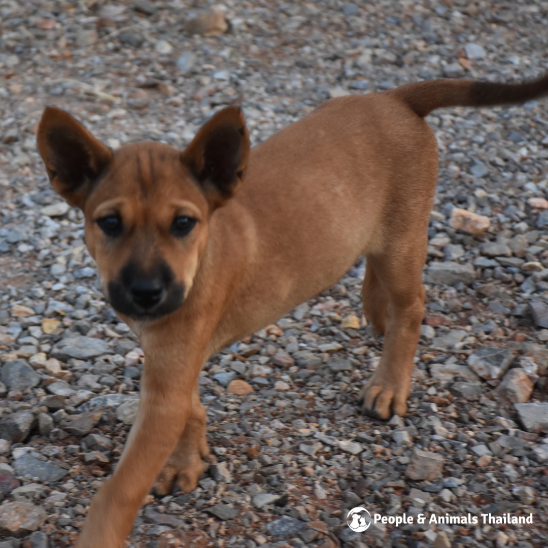 Wildlife Friends Foundation Thailand tweet media
