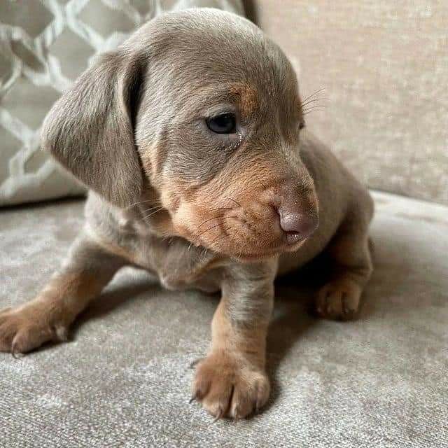 dashchunds's tweet photo. Available. Message for more info
#Dachshund
#Dachshunds #Dachshund_Lover_family_USA https://t.co/5MFWvoJZcS