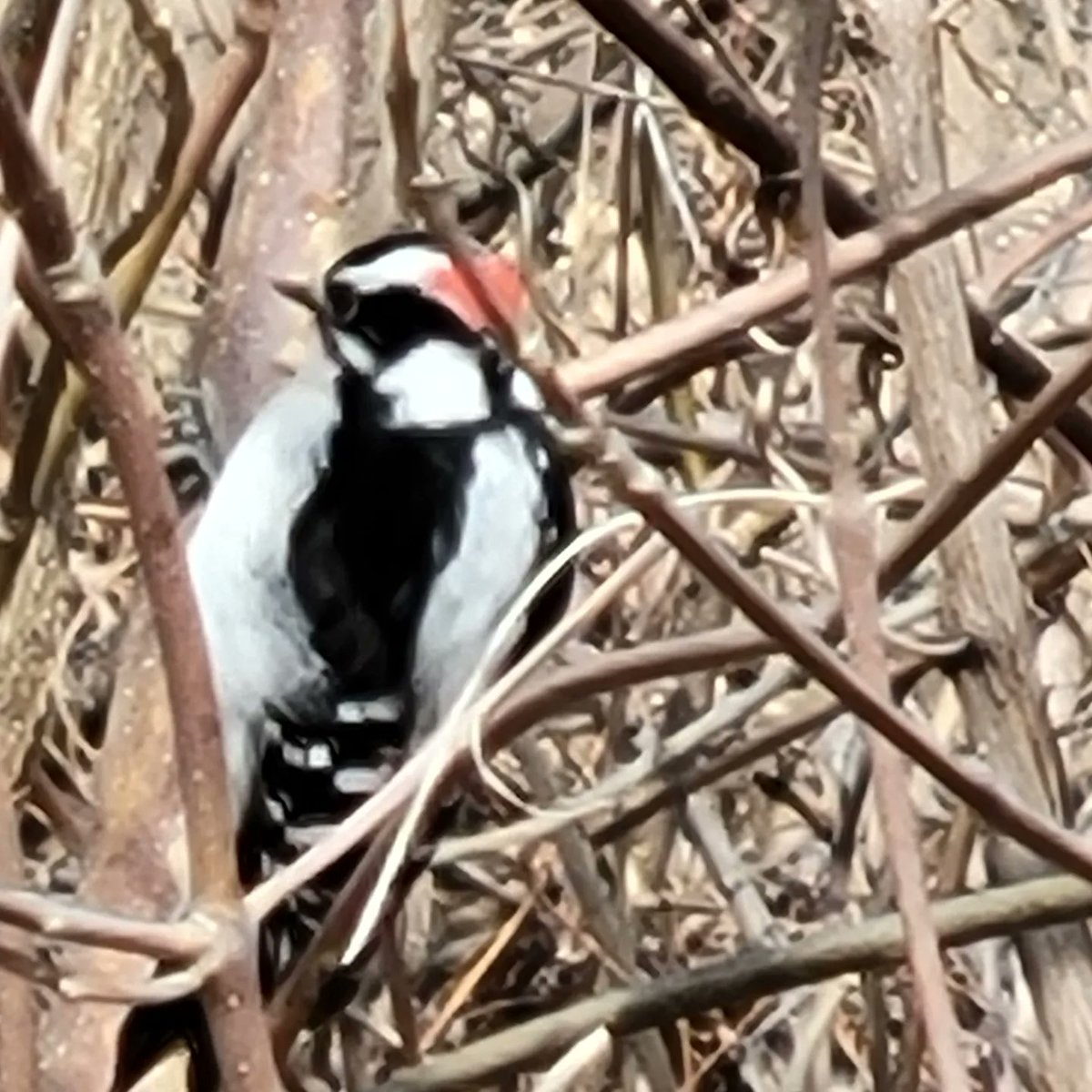 Ingrid Mitchell tweet media