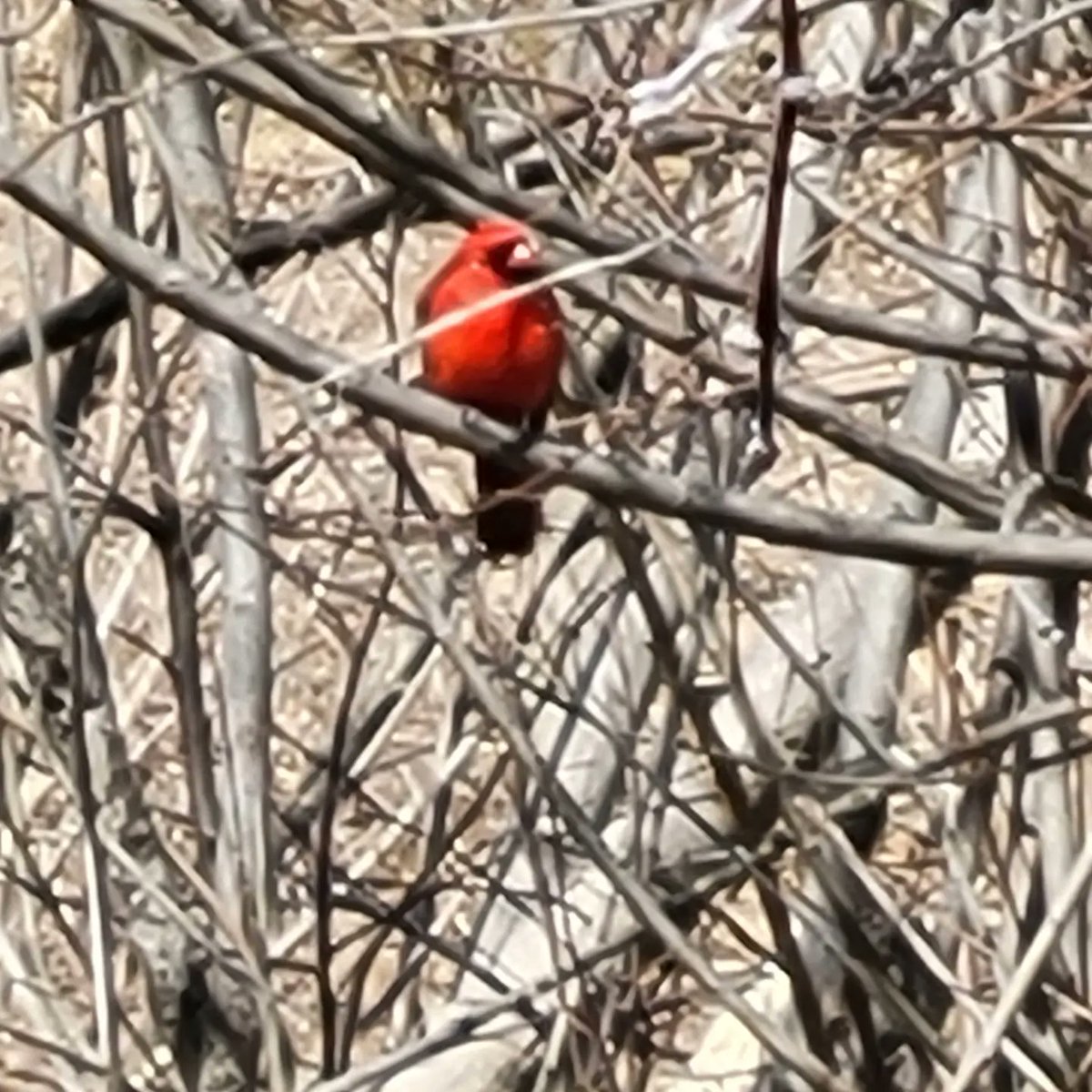 Ingrid Mitchell tweet media