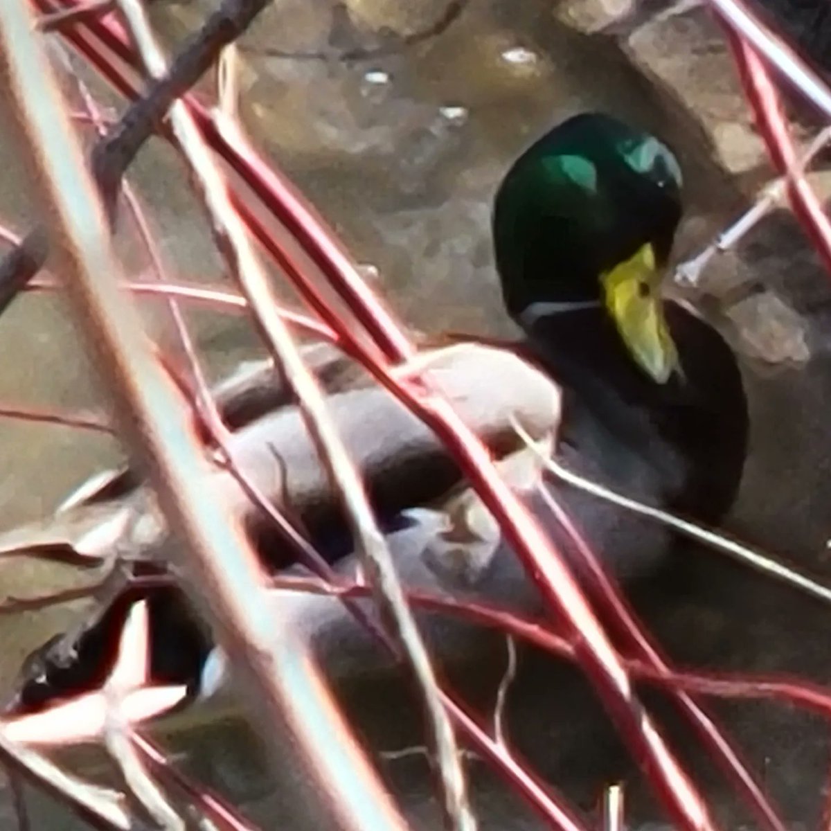 Ingrid Mitchell tweet media