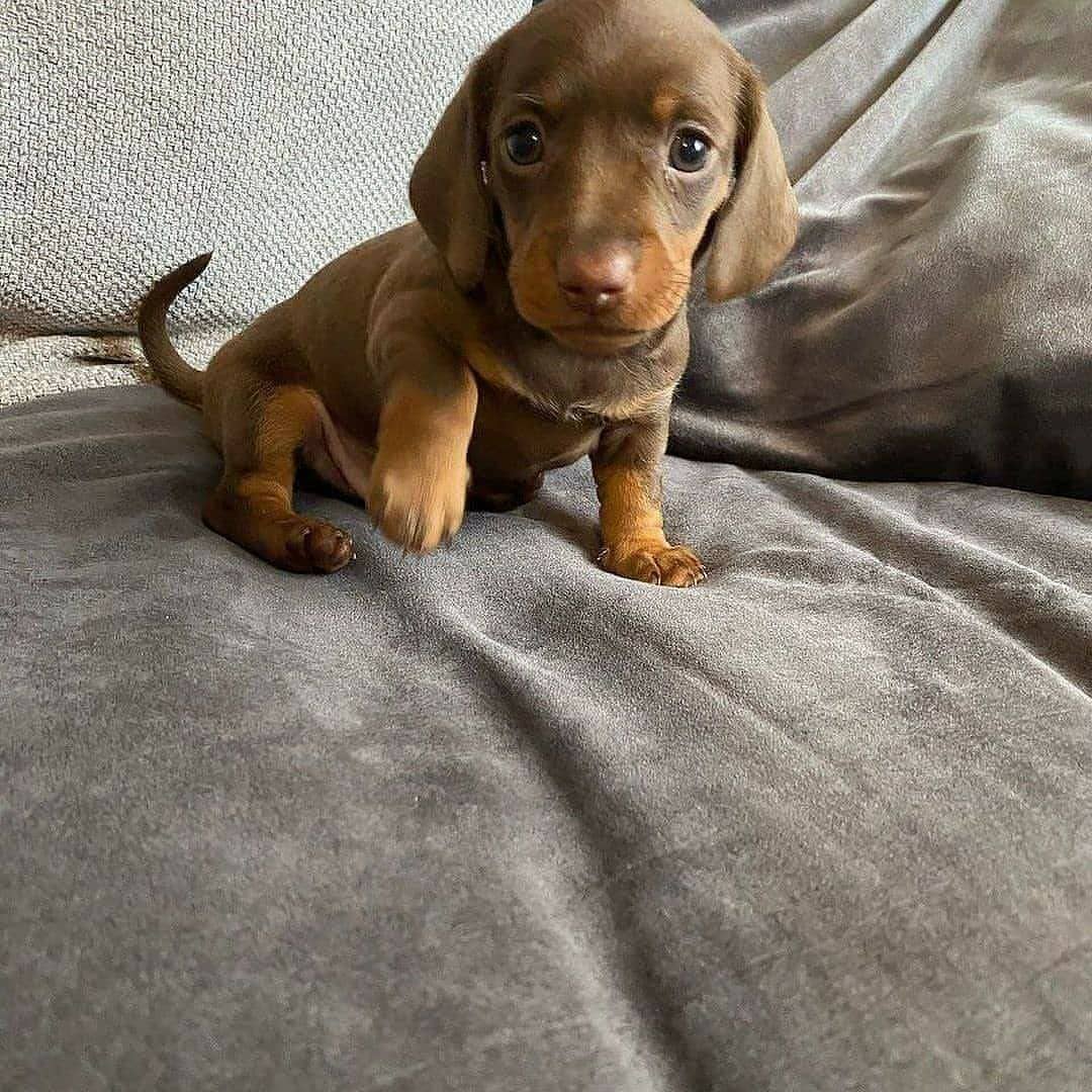 dashchunds's tweet photo. Available. Message for more info
#Dachshund
#Dachshunds #Dachshund_Lover_family_USA https://t.co/PufpMRwUB1