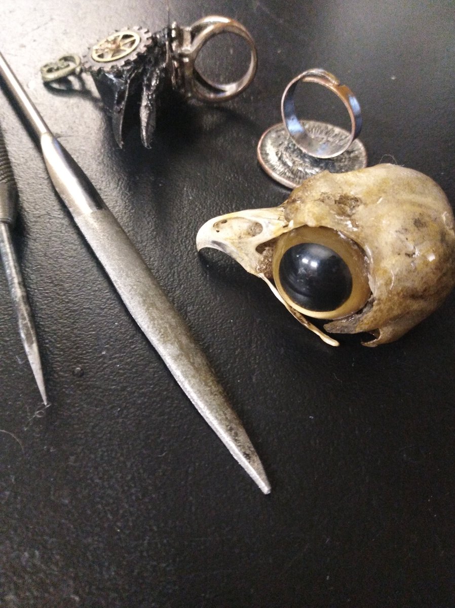 Making bird skull rings from real skulls and I ship overseas.

You know you want one 😎🤘💀

#art #creepy #spooky #skull #dead #fyp #rings #jewelry #jewelryforsale #commissions #commissionsopen