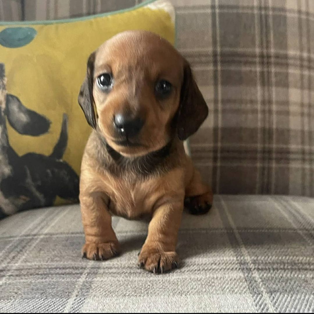dashchunds's tweet photo. Available. Message for more info
#Dachshund
#Dachshunds #Dachshund_Lover_family_USA https://t.co/8b5piVm2ot