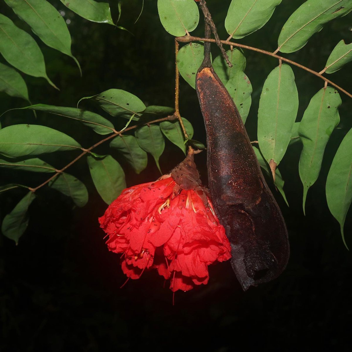 jason_nge's tweet photo. Brownea grandiceps (#Fabaceae) flowering in Cuyabeno, Ecuador. We saw hummingbirds and bees visiting the flowers of these legumes.
#Brownea #BrowneaGrandiceps #Fabaceae #rainforest #EcuadorianFlora #AmazonRainforest #AmazonFlora #Neotropics #NeotropicalFlora #TropicalRainforest https://t.co/Td4AmKMicI