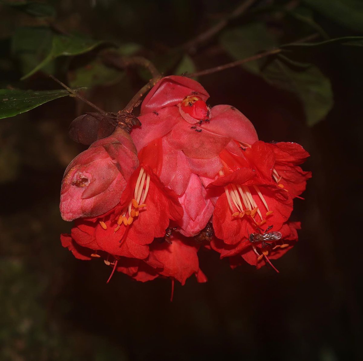 jason_nge's tweet photo. Brownea grandiceps (#Fabaceae) flowering in Cuyabeno, Ecuador. We saw hummingbirds and bees visiting the flowers of these legumes.
#Brownea #BrowneaGrandiceps #Fabaceae #rainforest #EcuadorianFlora #AmazonRainforest #AmazonFlora #Neotropics #NeotropicalFlora #TropicalRainforest https://t.co/Td4AmKMicI