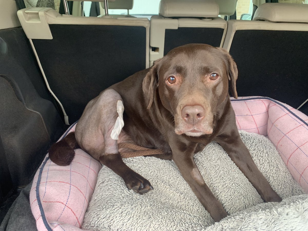 This is our wonderful and slightly sad looking CCO (Chief Cuddle Officer) Fudge. Post ACL surgery. Thanks to the team <a href="/mhvets/">Mulberry House Vets</a> 😘 6 weeks of recovery to go until she’s back out on the road promoting our waiting room TV service 🥰