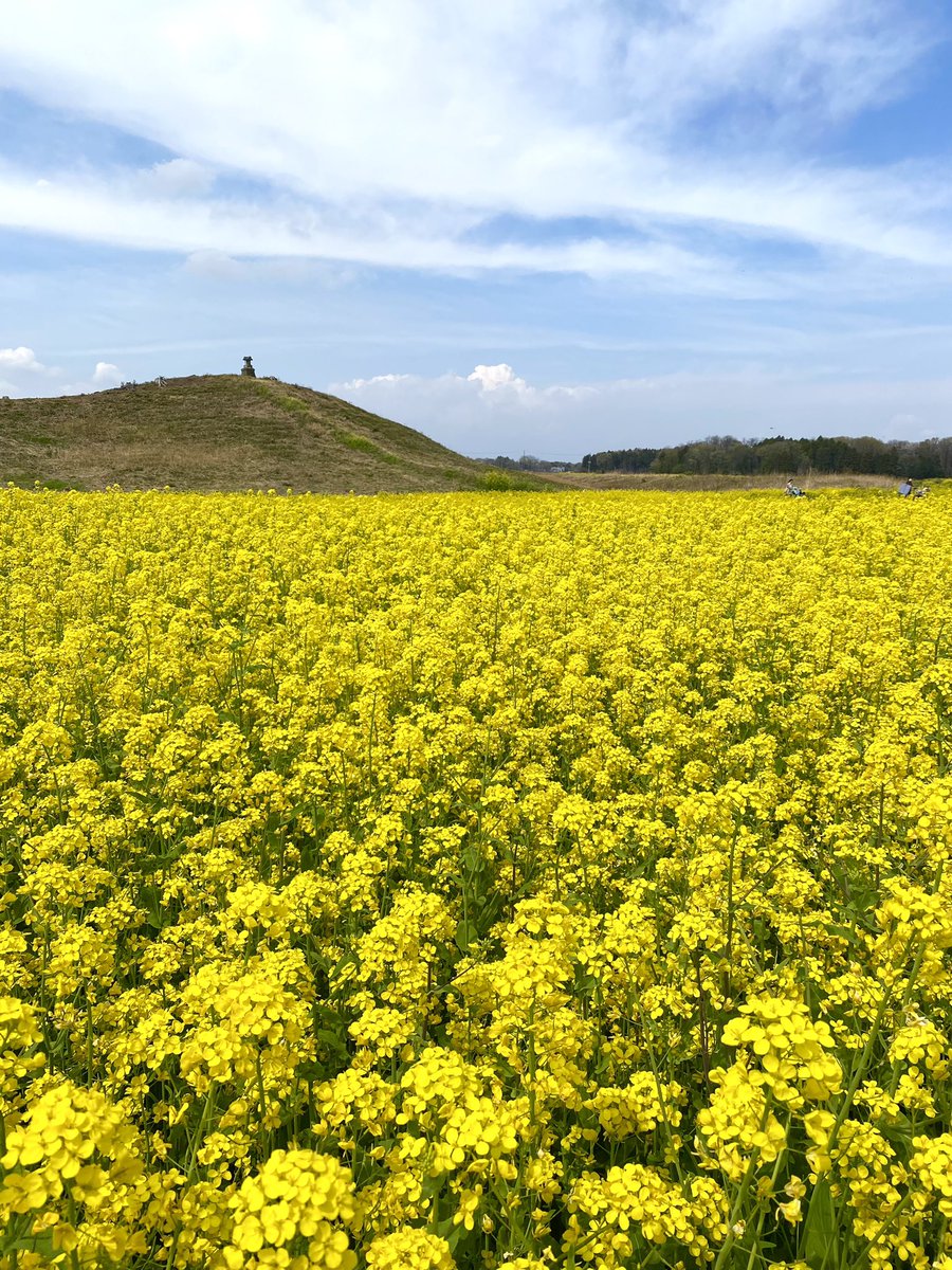 こんばんは✨ 今日お昼休み 天平の丘公園近くの 琵琶塚古墳にて 💛満開の菜の花畑💛 3月も優しい繋がりありがとう ございました🍀