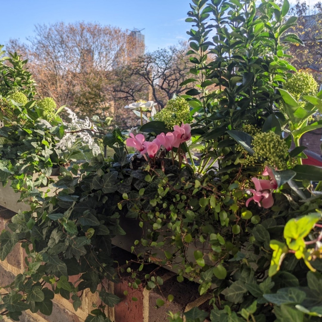 living_windows's tweet image. If you've got a balcony, a wall or a window, you've got a garden if you want it! 🌷

Shop planters and seasonal plant boxes on our website!

#livingwindows #windowboxes #windowplants #windowgarden #balconygarden #londongarden #londonhome #gardening #smallgardenideas