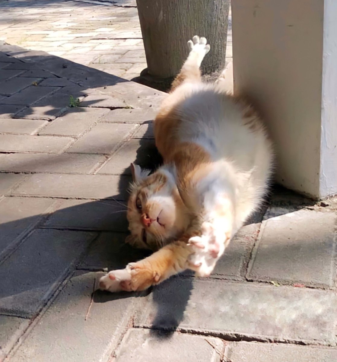 🐈 IBNU NGEPOT PART 2. LUCU BANGEEEET 😭😭