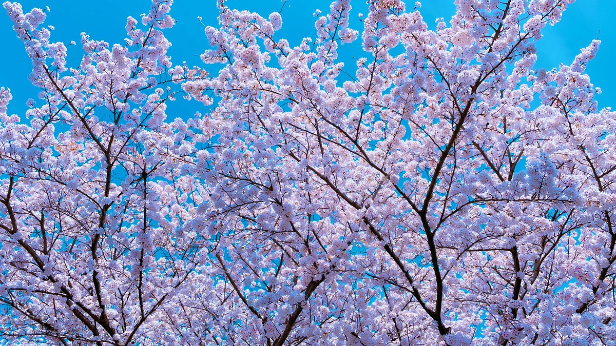 「桜と青空のコントラスト良き 」|雪宮ありさ＠女子高生×ホラーアンソロ発売中！のイラスト