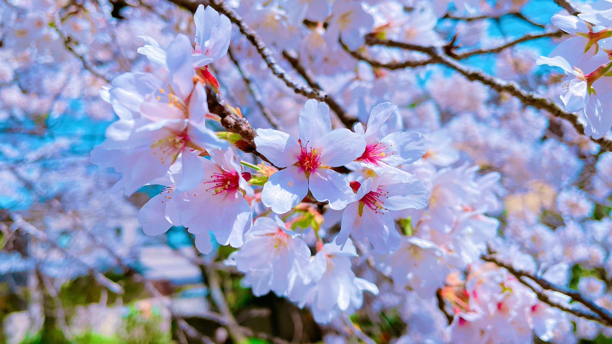 「桜と青空のコントラスト良き 」|雪宮ありさ＠女子高生×ホラーアンソロ発売中！のイラスト