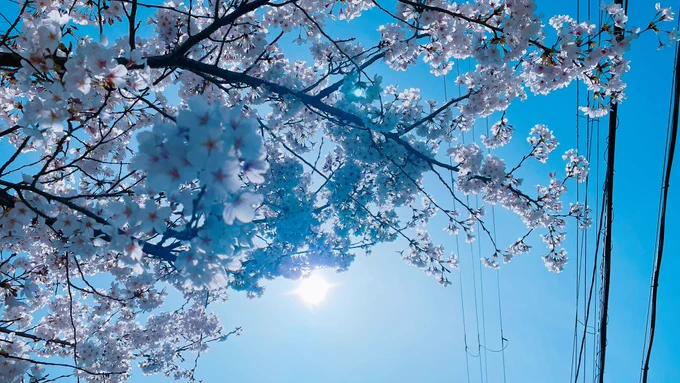 桜と青空のコントラスト良き 