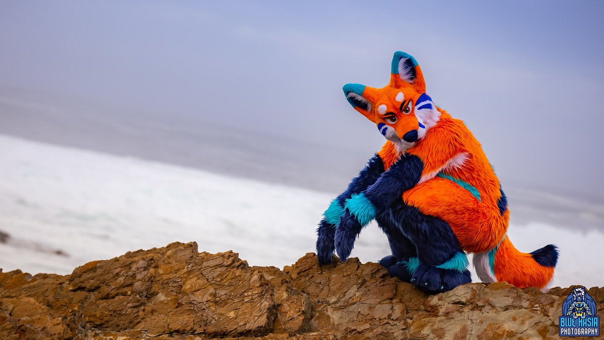 FoxCirrus's tweet photo. Yup. Fox on a rock.
#FursuitFriday https://t.co/UjLv1ZgdYj