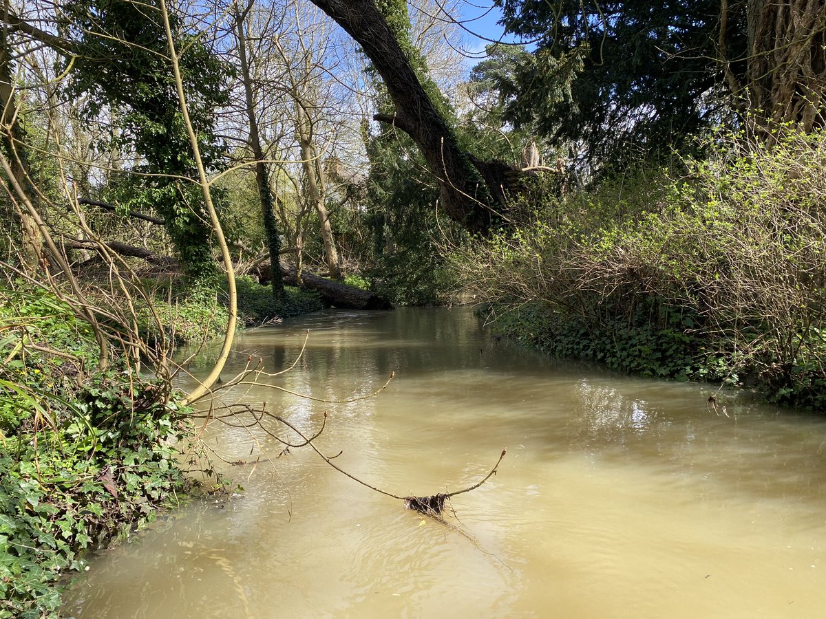 Out of my normal patch looking at pottential NFM solutions and wet woodland. Some great opportunities to work with natural process to improve floodplain connection and to #slowtheflow